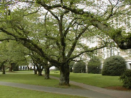 64k image: UW Trees